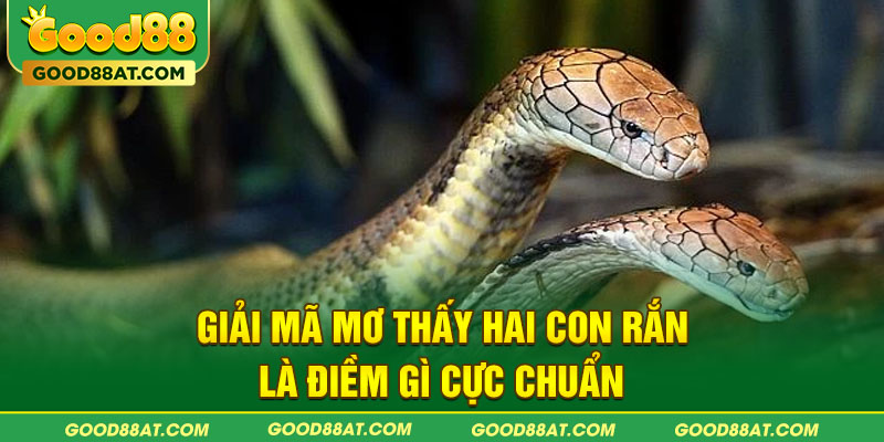 Giải mã mơ thấy hai con rắn là điềm gì cực chuẩn